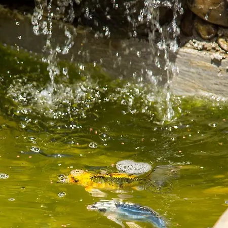 Vandrarhem The Comfy Skopje