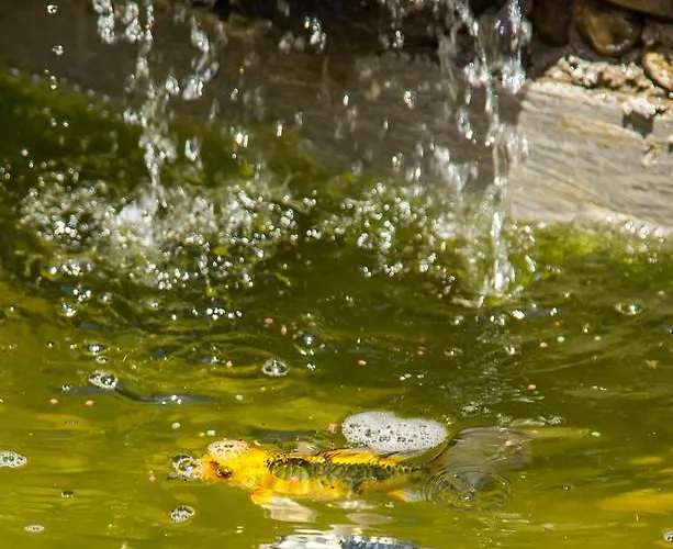 Hostel The Comfy Skopje